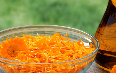 Невен (Calendula officinalis) Невен (Calendula officinalis)